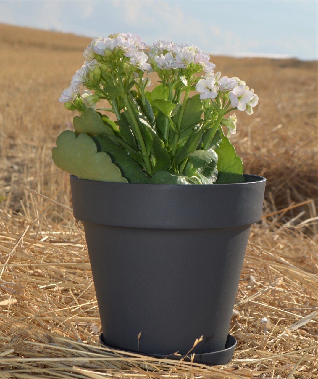 Renkli Saksı 1,7 LT 3 Adet Antrasit Renk Yalı Model Plastik Tabaklı Çiçek Saksısı