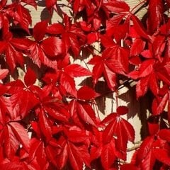 Amerikan Sarmaşığı Tohumu 50 GR (1600 Adet Tohum) Amerikan Sarmaşığı Süs Bitkisi Tohumları