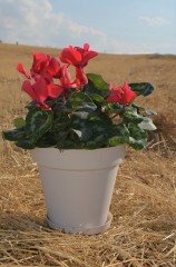 Renkli Saksı 3 LT 1 Adet Krem Renk Yalı Model Plastik Tabaklı Çiçek Saksısı