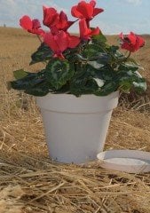 Renkli Saksı 3 LT 1 Adet Krem Renk Yalı Model Plastik Tabaklı Çiçek Saksısı