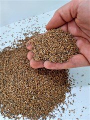 Ateş Dikeni Tohumu 20 GR (2000 Adet Tohum) Ateş Dikeni Süs Bitkisi Tohumu
