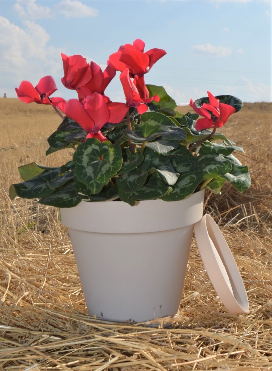 Renkli Saksı 3 LT 2 Adet Krem Renk Yalı Model Plastik Tabaklı Çiçek Saksısı