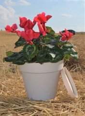 Renkli Saksı 3 LT 2 Adet Krem Renk Yalı Model Plastik Tabaklı Çiçek Saksısı