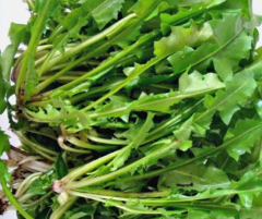 Hindiba (Güneyik) Tohumu 1 Paket (1500 Adet) Tohum Sebze Tohumu