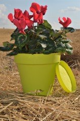 Renkli Saksı 3 LT 2 Adet Fıstık Yeşili Renk Yalı Model Plastik Tabaklı Çiçek Saksısı