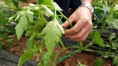 Sera İpi 2 ADET 2 KG (3600 Metre) Domates-Salatalık İpi Sebze İpi