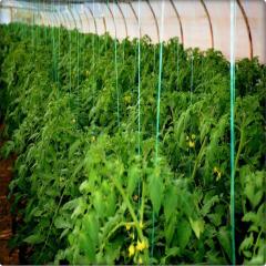 Sera İpi 2 ADET 2 KG (3600 Metre) Domates-Salatalık İpi Sebze İpi