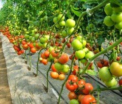 Sera İpi 2 ADET 2 KG (3600 Metre) Domates-Salatalık İpi Sebze İpi