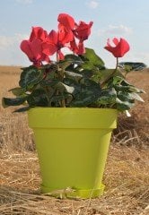 Renkli Saksı 3 LT 3 Adet Fıstık Yeşili Renk Yalı Model Plastik Tabaklı Çiçek Saksısı