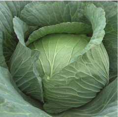 Beyaz Lahana Tohumu 1 Paket (3000 Adet) Tohum Sebze Tohumu