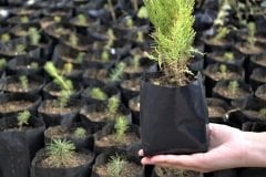 Fide Poşeti 9x15 CM 3 KG Fide Torbası Fidan Poşeti