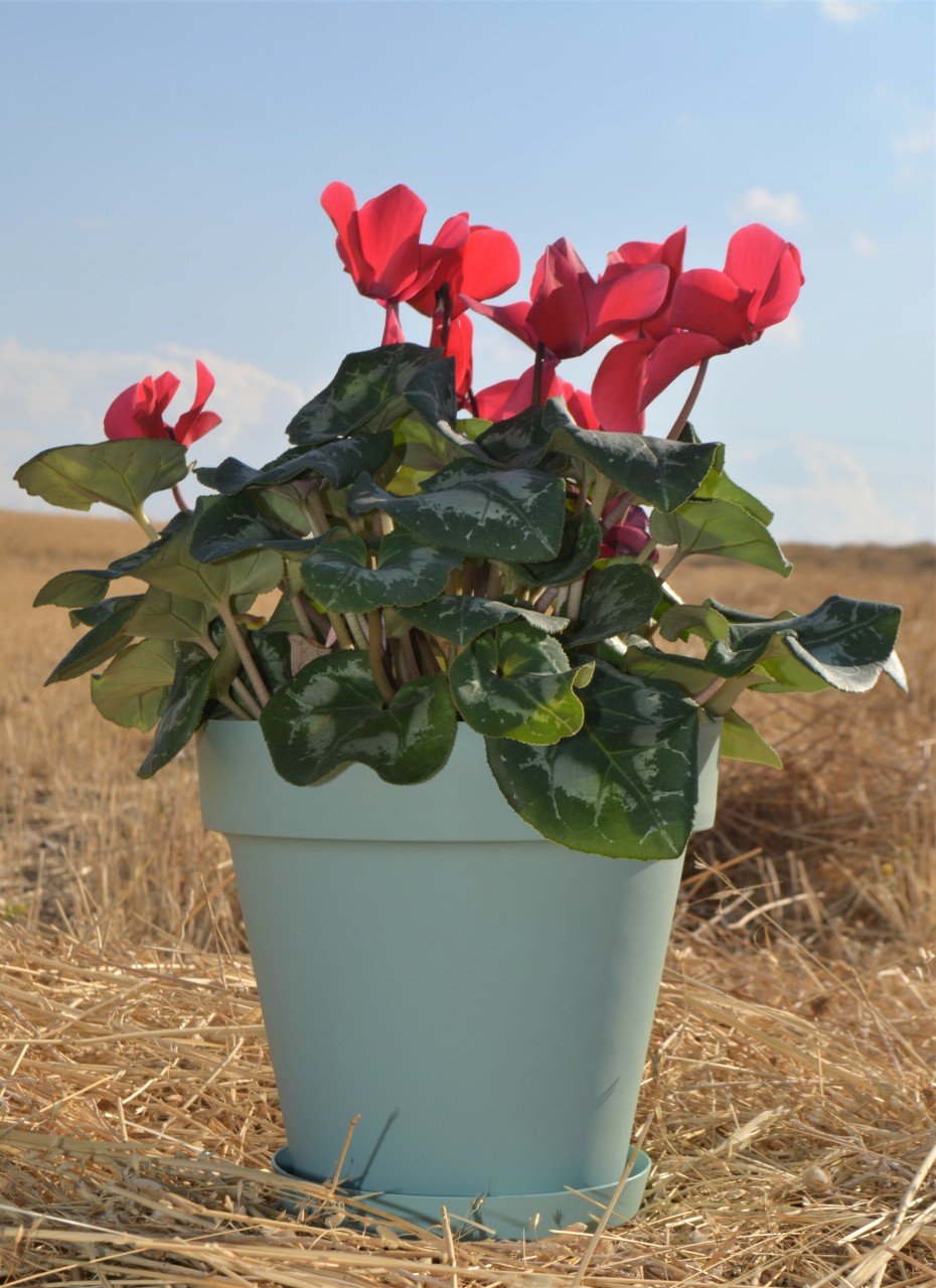 Renkli Saksı 3 LT 2 Adet Su Yeşili Renk Yalı Model Plastik Tabaklı Çiçek Saksısı