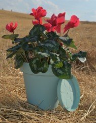 Renkli Saksı 3 LT 2 Adet Su Yeşili Renk Yalı Model Plastik Tabaklı Çiçek Saksısı