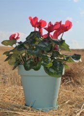 Renkli Saksı 3 LT 3 Adet Su Yeşili Renk Yalı Model Plastik Tabaklı Çiçek Saksısı