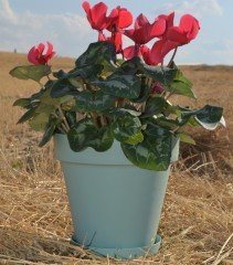 Renkli Saksı 3 LT 3 Adet Su Yeşili Renk Yalı Model Plastik Tabaklı Çiçek Saksısı