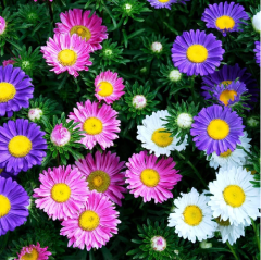 Aster Çiçeği Tohumu 1 Paket (50 Adet Tohum) Çiçek Tohumları
