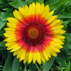 Ayyıldız Çiçeği Tohumu 1 Paket (50 Adet Tohum) Çiçek Tohumları