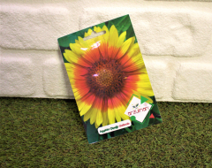 Ayyıldız Çiçeği Tohumu 1 Paket (50 Adet Tohum) Çiçek Tohumları