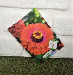 Beybeğendi Çiçeği Tohumu 1 Paket (30 Adet Tohum) Çiçek Tohumları