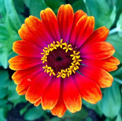 Beybeğendi Çiçeği Tohumu 1 Paket (30 Adet Tohum) Çiçek Tohumları