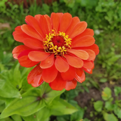 Beybeğendi Çiçeği Tohumu 1 Paket (30 Adet Tohum) Çiçek Tohumları