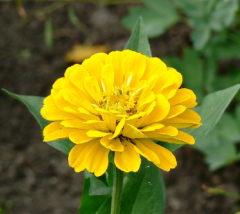 Beybenibeğendi Tohumu 1 Paket (30 Adet Tohum) Çiçek Tohumları