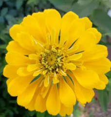 Beybenibeğendi Tohumu 1 Paket (30 Adet Tohum) Çiçek Tohumları