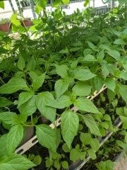 Biber Fidesi 15 Adet Süs Biber Fidesi Sebze Fidesi