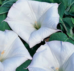 Gece Güzeli Tohumu 1 Paket (15 Adet Tohum) Çiçek Tohumları