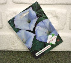 Gece Güzeli Tohumu 1 Paket (15 Adet Tohum) Çiçek Tohumları