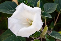 Gece Güzeli Tohumu 1 Paket (15 Adet Tohum) Çiçek Tohumları