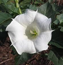 Gece Güzeli Tohumu 1 Paket (15 Adet Tohum) Çiçek Tohumları