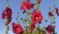 Hatim Çiçeği Tohumu 1 Paket (5 Adet Tohum) Çiçek Tohumları