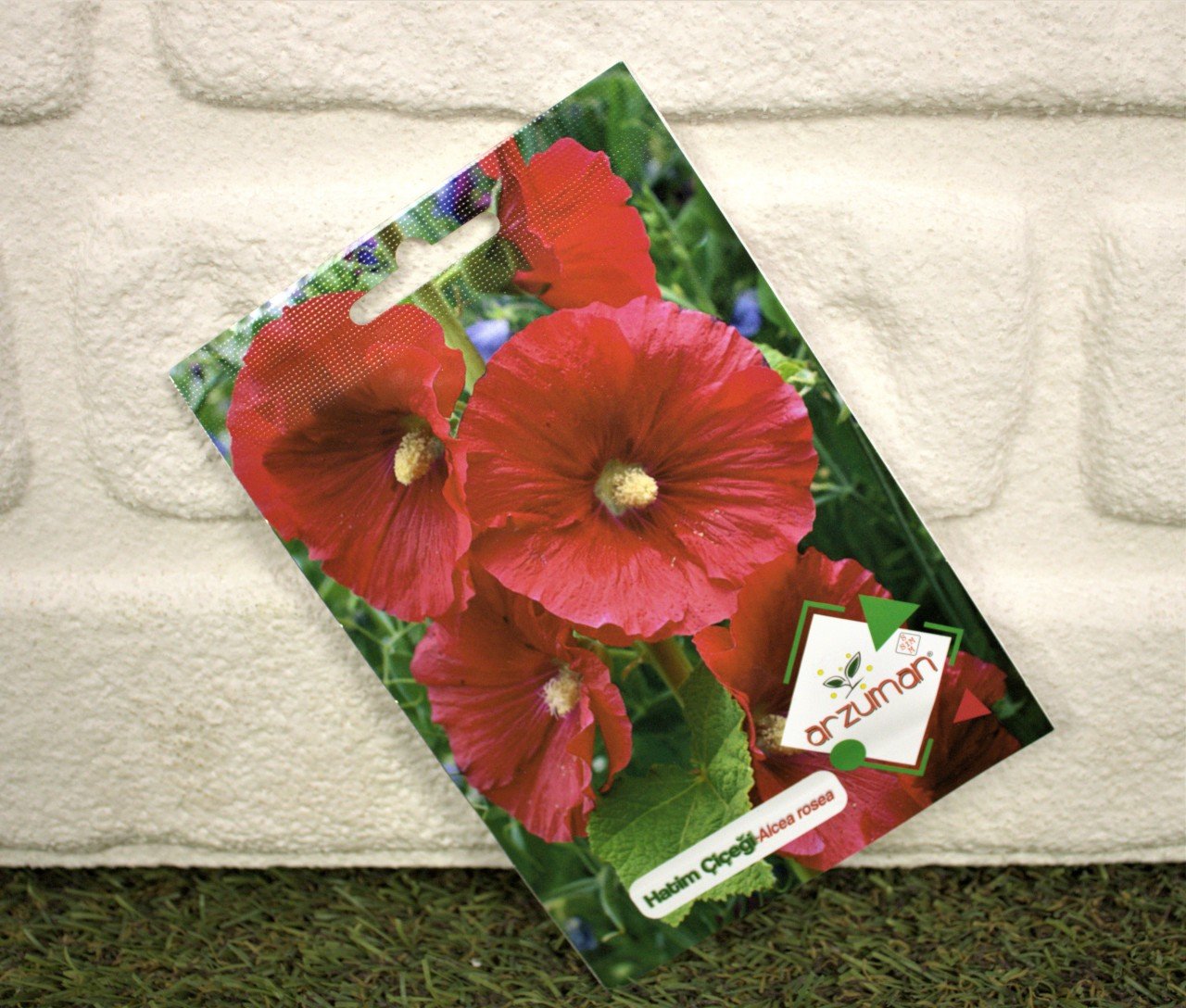 Hatim Çiçeği Tohumu 1 Paket (5 Adet Tohum) Çiçek Tohumları