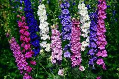 Hazeran Tohumu 1 Paket (30 Adet Tohum) Çiçek Tohumları