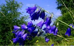 Hazeran Tohumu 1 Paket (30 Adet Tohum) Çiçek Tohumları