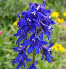 Hazeran Tohumu 1 Paket (30 Adet Tohum) Çiçek Tohumları