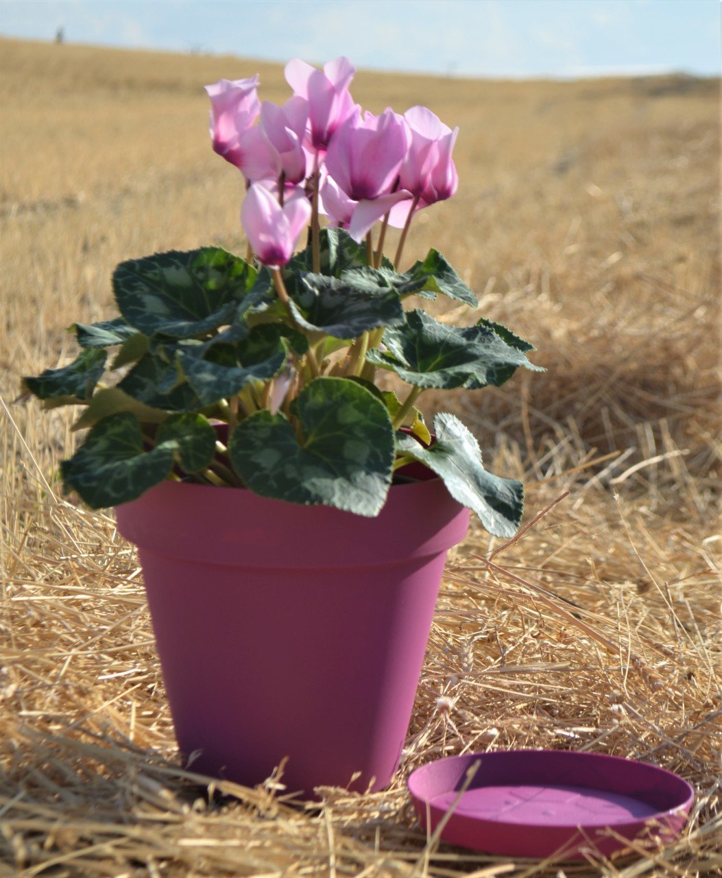 Renkli Saksı 3 LT 1 Adet Vişne Renk Yalı Model Plastik Tabaklı Çiçek Saksısı