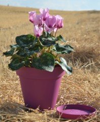 Renkli Saksı 3 LT 1 Adet Vişne Renk Yalı Model Plastik Tabaklı Çiçek Saksısı