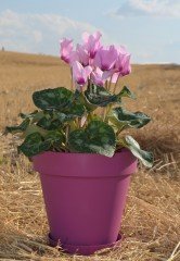 Renkli Saksı 3 LT 1 Adet Vişne Renk Yalı Model Plastik Tabaklı Çiçek Saksısı