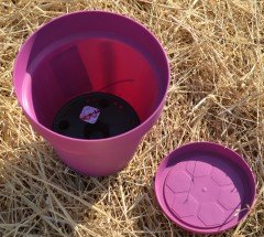 Renkli Saksı 3 LT 1 Adet Vişne Renk Yalı Model Plastik Tabaklı Çiçek Saksısı