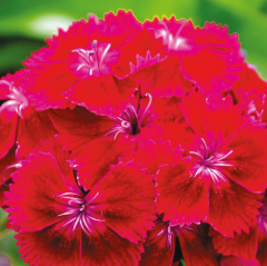 Hüsnüyusuf Tohumu 1 Paket (100 Adet Tohum) Çiçek Tohumları