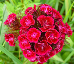 Hüsnüyusuf Tohumu 1 Paket (100 Adet Tohum) Çiçek Tohumları