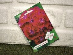 Hüsnüyusuf Tohumu 1 Paket (100 Adet Tohum) Çiçek Tohumları