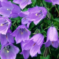 Kadeh/Çan Çiçeği Tohumu 1 Paket (100 Adet Tohum) Çiçek Tohumları