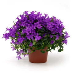 Kadeh/Çan Çiçeği Tohumu 1 Paket (100 Adet Tohum) Çiçek Tohumları