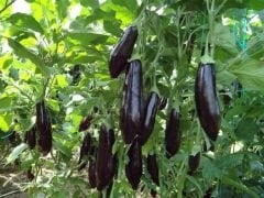 Patlıcan Fidesi 15 Adet Aydın Siyah Patlıcan Fidesi Sebze Fidesi