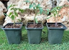 Domates Fidesi 3 Adet Sofralık Domates Fidesi Sebze Fidesi