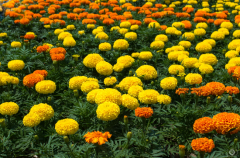 Kadife Çiçeği Tohumu 1 Paket (50 Adet Tohum) Çiçek Tohumları