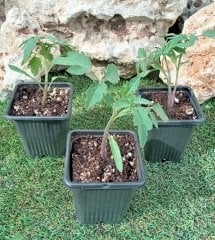 Domates Fidesi 10 Adet Sofralık Domates Fidesi Sebze Fidesi